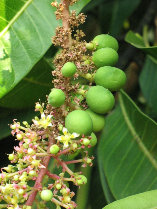 mangoimmaturefruits - Home Remedies For Glowing Skin With Mango