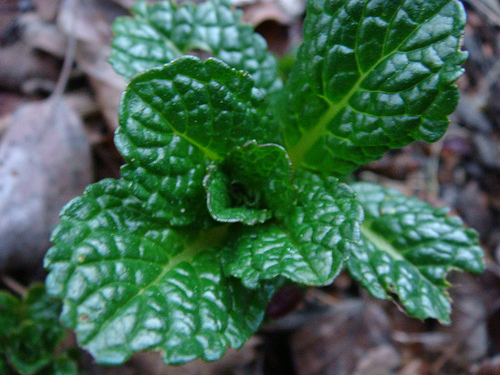 Beauty Benefits Of 7 Green Leaves