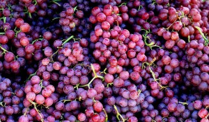 Grapes for weight loss