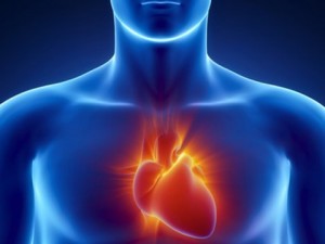 7 Factors That Affect Heart Rate