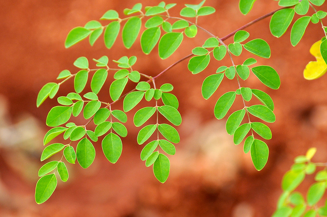 Beauty benefits of drumstick leaves