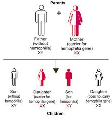 Haemophilia – An inherited bleeding disorder