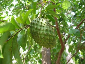 Amazing Potential of this Fruit to combat Cancer