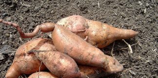 10 Reasons To Have Sweet Potatoes In Diabetes