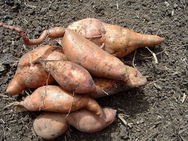 10 Reasons To Have Sweet Potatoes In Diabetes