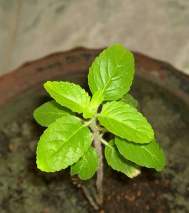 One Tulsi Leaf A Day for Better Health