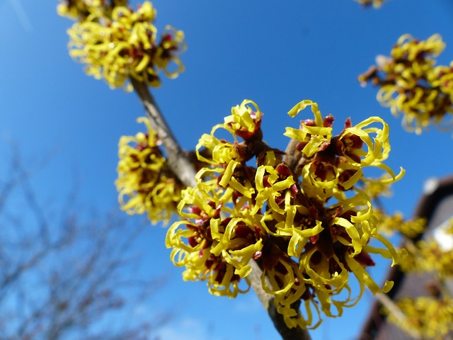 Beauty benefits of witch hazel