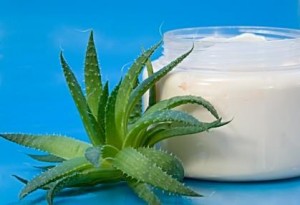 42596 419x286 Aloe vera 300x205 - 7 Home Remedies For Fever Blisters