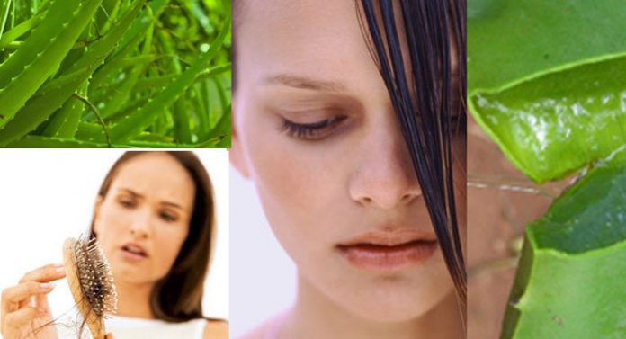 aloe vera for hair