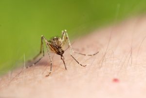 1280px Mosquito sucking blood 4799486544 300x201 - Zika virus Infection : Symptoms, Diagnosis and Treatment