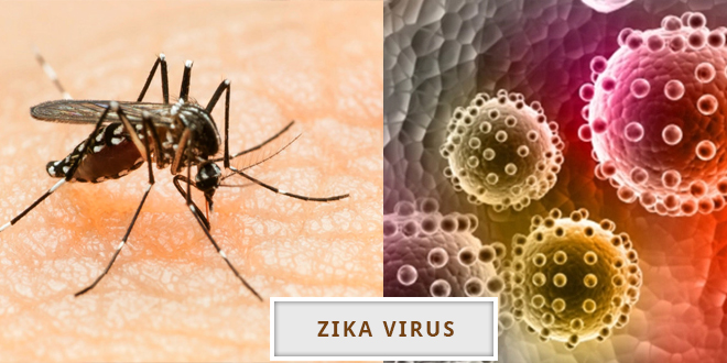 Zika virus Infection : Symptoms, Diagnosis and Treatment