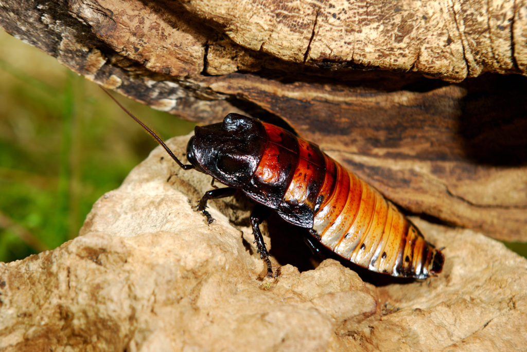 cockroach bite