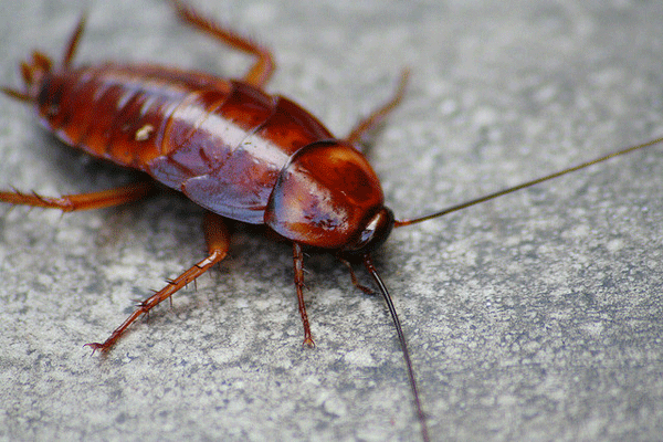 How to Get Rid of Cockroach Bite Naturally