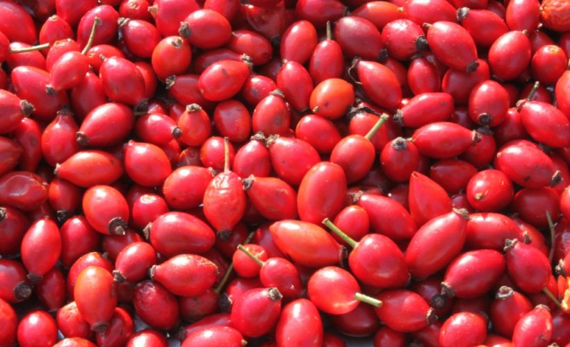 Can Rosehip Oil Treat Acne-1