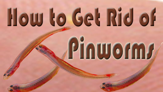 Home Remedies To Cure Pinworms