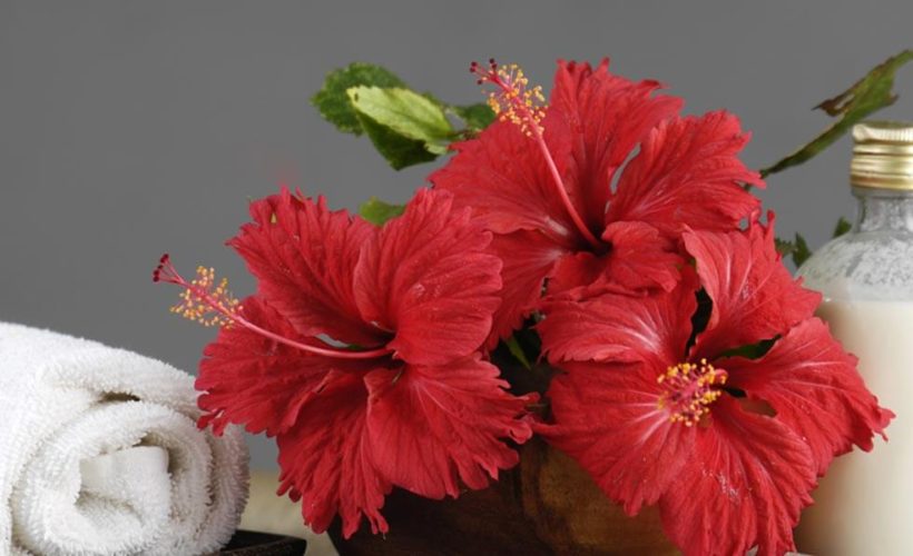 Two Best Hibiscus hair mask recipe for silky hair Two Best Hibiscus hair mask recipe for silky hair