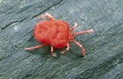 how long do chigger bites last, how long do chigger bites itch, how long for chigger bites to go away, what do chiggers look like, how to get rid of chiggers, what are chiggers and what do they do, pictures of chiggers, chigger bites vs bed bug bites