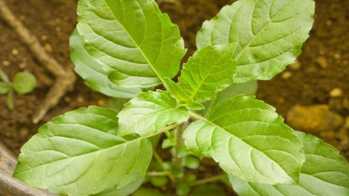 Medicinal powers Of Tulsi