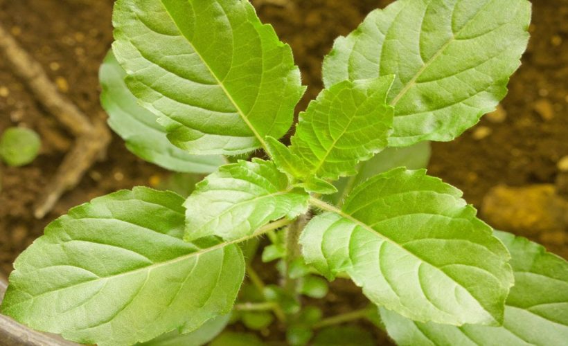 Medicinal powers Of Tulsi