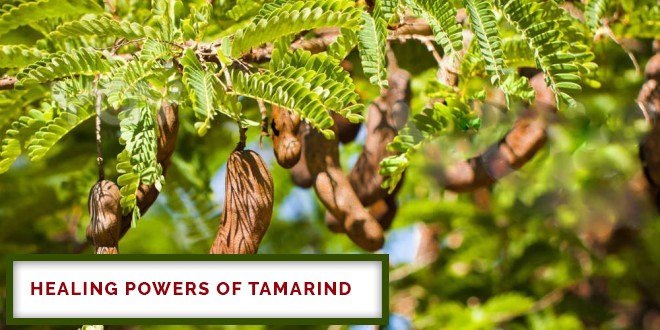 Healing Powers Of Tamarind