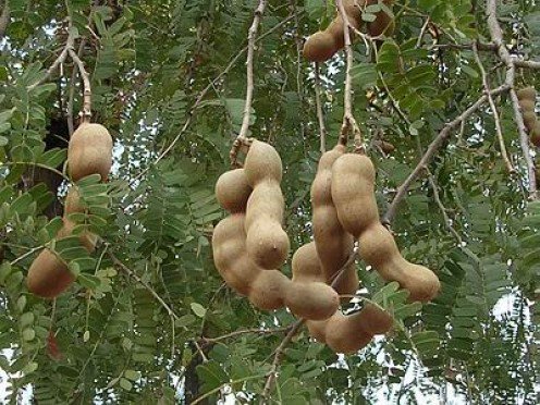 Nutrition Benefits of Tamarind Fruit