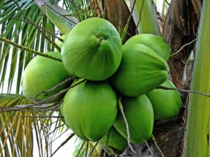 medicinal values of Tender coconut water