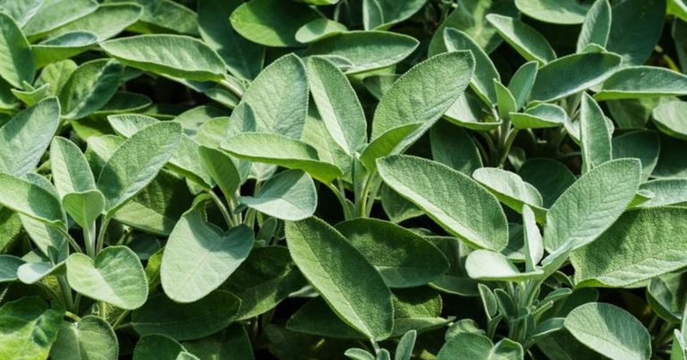 herbs help lower blood sugar levels