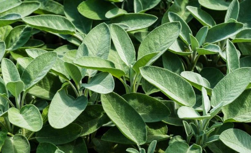 herbs help lower blood sugar levels