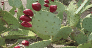 prickly pear cactus health benefits