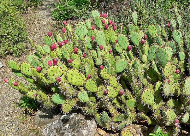 Medicinal and Health Benefits of Cactus