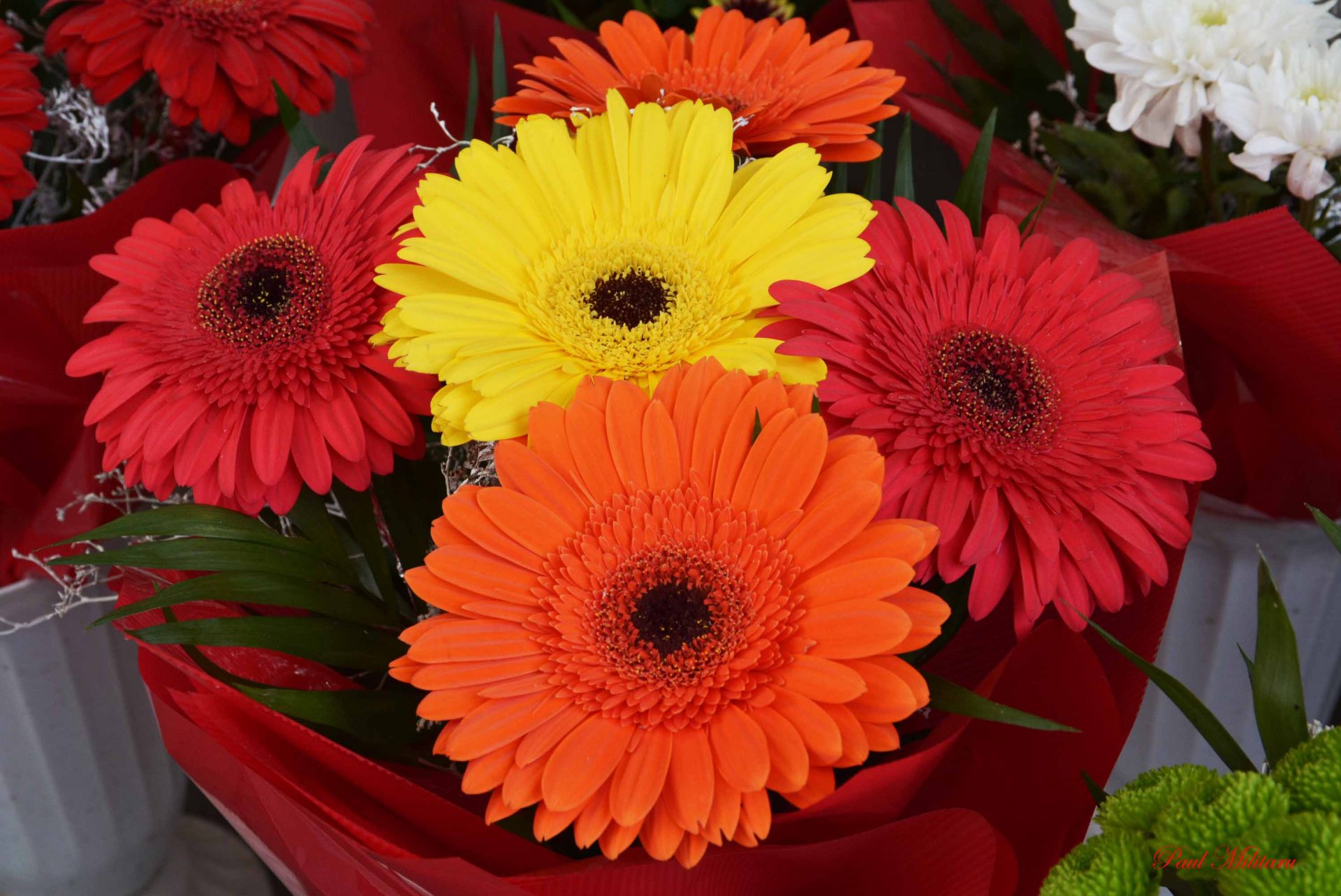 Pretty and beautiful flowers for you Yabibo