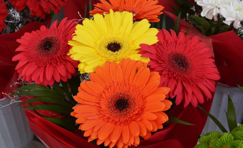 Pretty and beautiful flowers for you