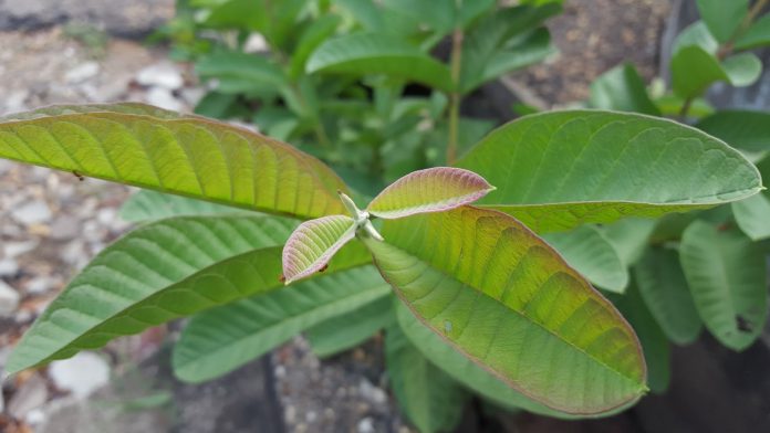 Benefits of Guava leaves for health