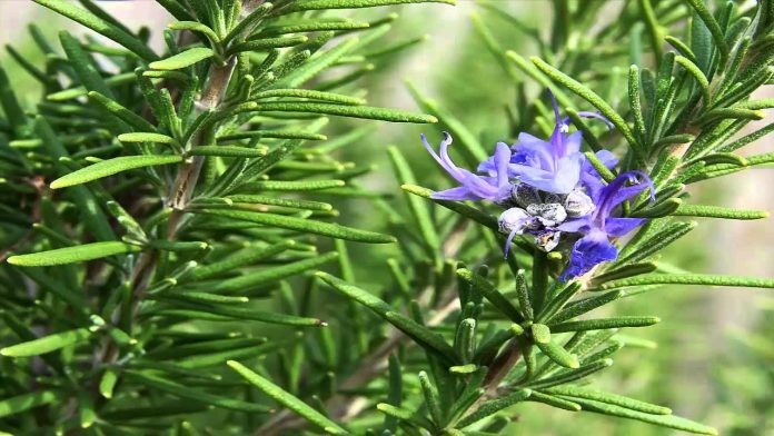 Health Benefits Of Rosemary