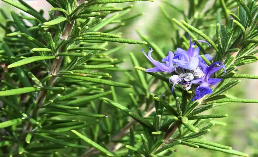 Health Benefits Of Rosemary