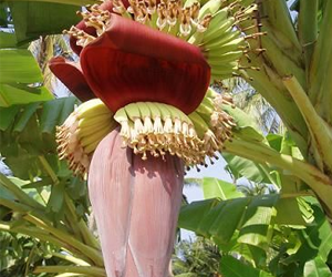 Health benefits of banana flower