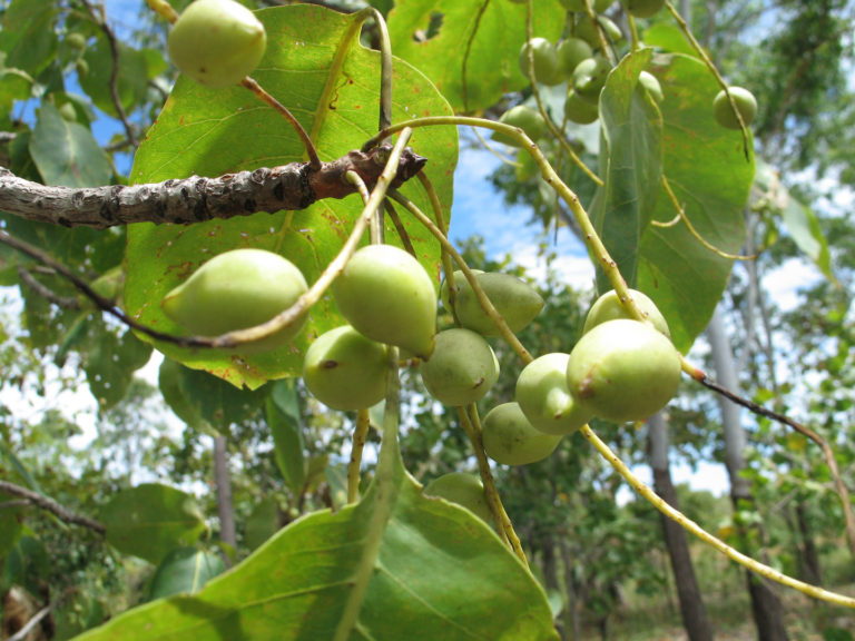 Kakadu Plums Health Benefits