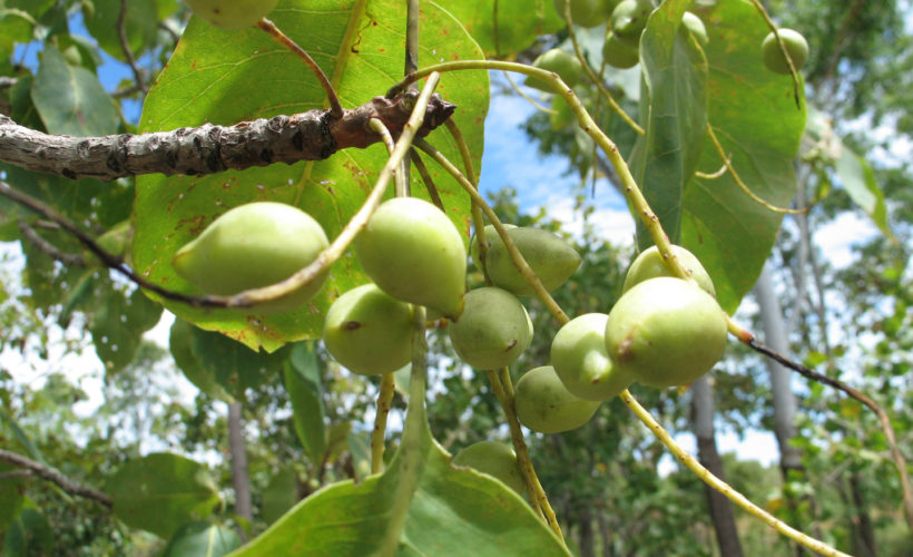 Kakadu Plums Health Benefits