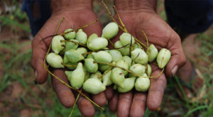 Kakadu Plums Health Benefits