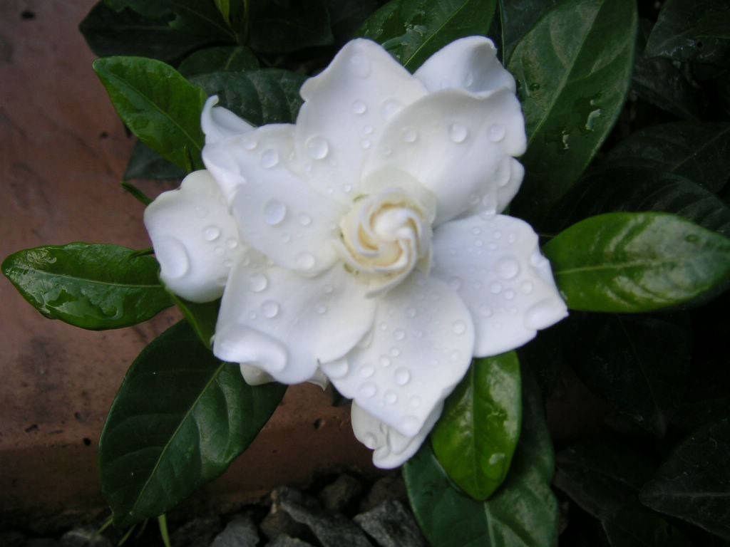 Gardenia Jasminoides Mystery, Jasmine Flower 