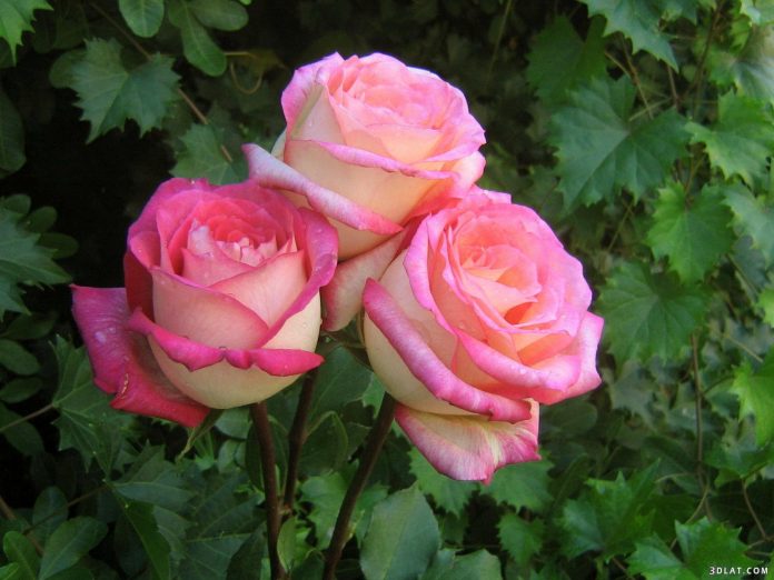 Most Pretty Roses In The World