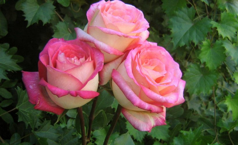 Most Pretty Roses In The World