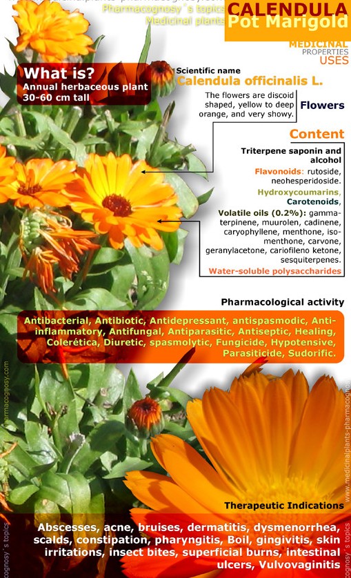 Surprising Health Benefits Of Calendula