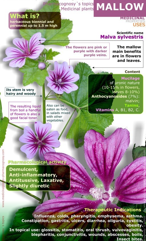 Benefits Of Mallow For Skin, Hair And Health