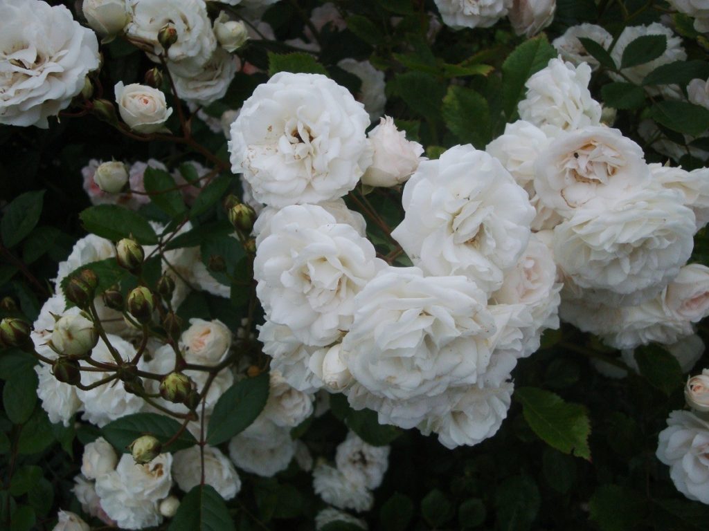 Polyantha Rose, Beautiful Roses