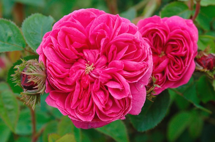 Damask, Beautiful Roses