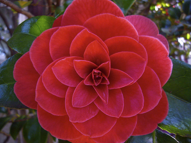  Camellia Flower