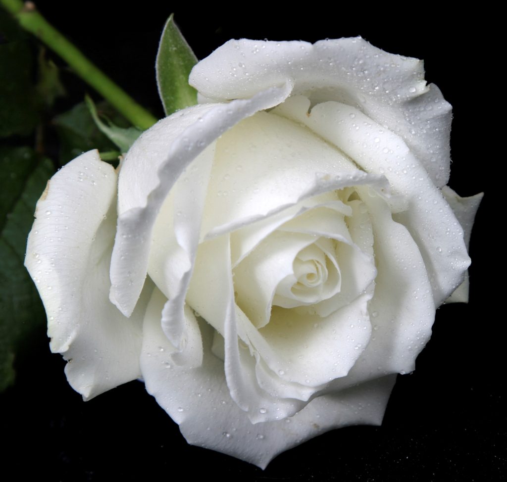 White Rose, White Flowers