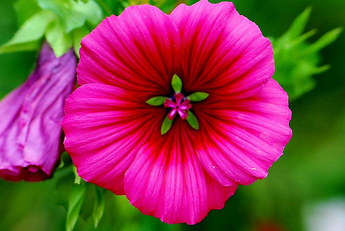 Benefits Of Mallow For Skin, Hair And Health