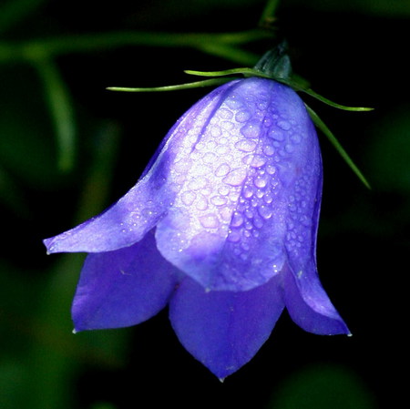 bluebell flower, blue flowers,navy blue flower 